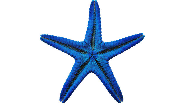 Vibrant blue starfish with textured arms, isolated on transparent background