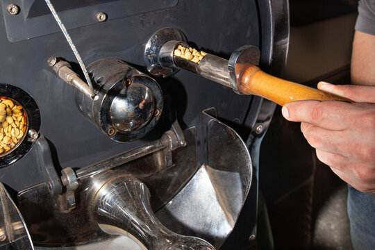Professional roaster hand holding tryer probe with coffee beans step by step during roasting process. Industrial coffee machine checking yellow seeds development close up. Agribusiness.