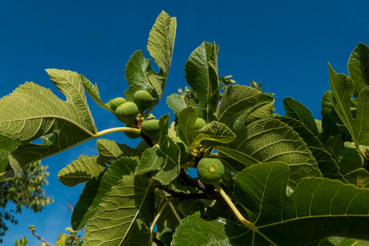 Fig Tree with Green Figs Against a Blue Sky