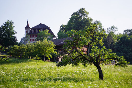 Idyllic Countryside Scene with Historic Castle and Tree in a Sunny Meadow
