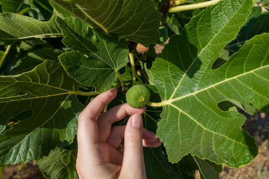 Hand Supporting a Green Fig Growing on a Fig Tree