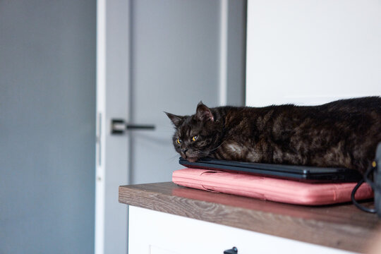 A tortoiseshell cat lounges on a closed laptop and pink sleeve on a wooden countertop, conveying relaxed domestic comfort and quiet companionship in a minimalist modern interior.
