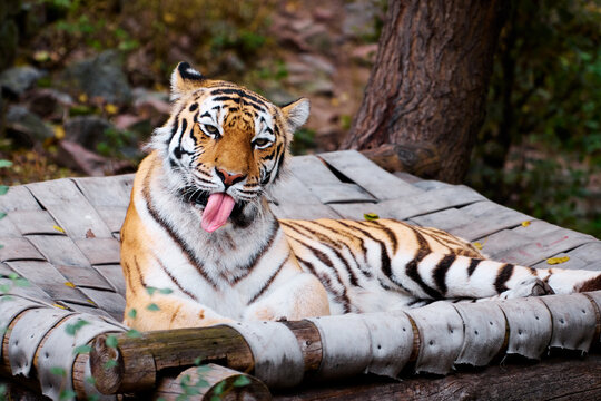 A majestic tiger rests on a rustic wooden platform amid trees and rocks, tongue playfully out. The scene conveys calm strength, natural beauty, and wild charisma in a forest environment.