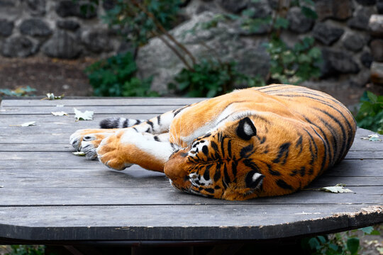 A large orange tiger with black stripes lies curled on a weathered wooden table in an outdoor setting. The peaceful pose and relaxed demeanor evoke calm, nature, and wildlife serenity.