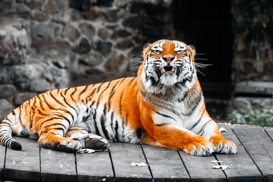 A majestic tiger lounges on a weathered wooden deck, its orange coat and bold stripes on full display. Calm, powerful wildlife imagery suitable for nature, travel, and animal lifestyle projects.