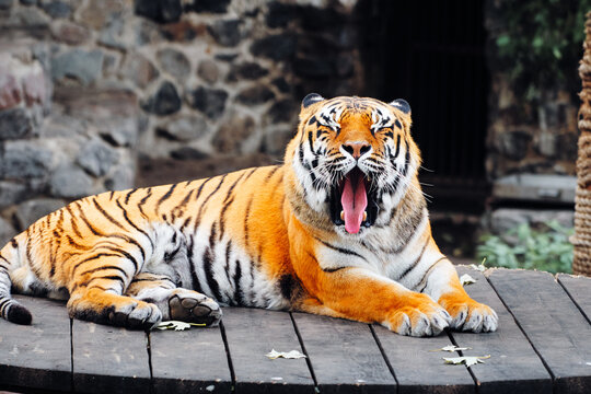 A striped tiger lounges on a dark wooden deck, mouth wide in a yawn, paws stretched forward. Natural light highlights vivid orange fur and black stripes, conveying calm, wildlife, and zoo life.