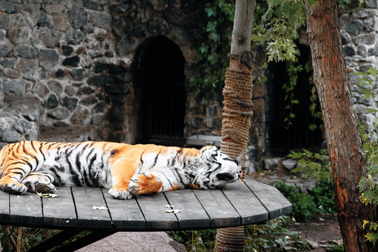 A calm tiger lounges on a circular wooden table beside a rope-wrapped post in a stone enclosure, surrounded by greenery.