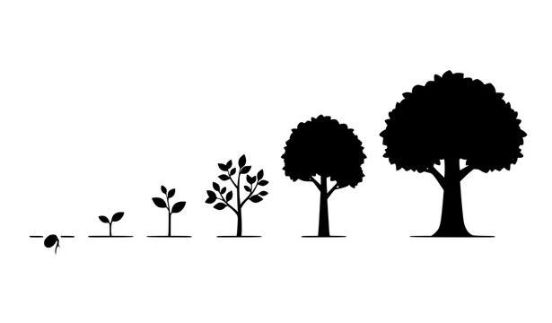 Growth stages of a tree from seed to fully grown mature plant illustrated in black