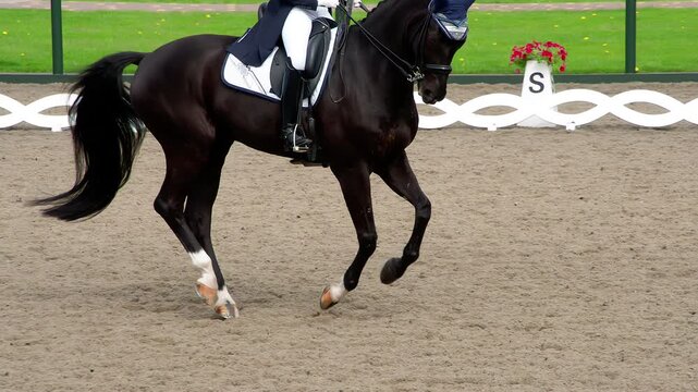 Black Horse With Rider. A rider in a traditional costume gracefully rides a pedigreed horse. Slow Motion