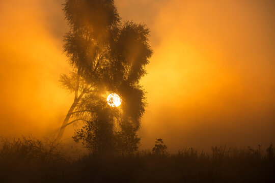 Ethereal Silhouette of a Leaning Tree in Dense Morning Fog