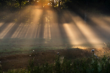 Fototapeta premium Magical morning sun rays piercing through thick mist and trees over a dewy meadow