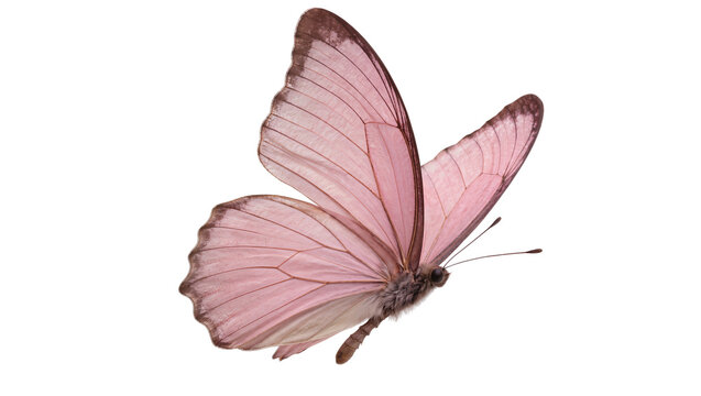Delicate pink butterfly with translucent wings, isolated on transparent background