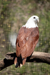 Fototapeta premium the kite is perched on a branch in an avairy