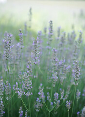Fototapeta premium Lavender Flowers in Soft Natural Garden Background