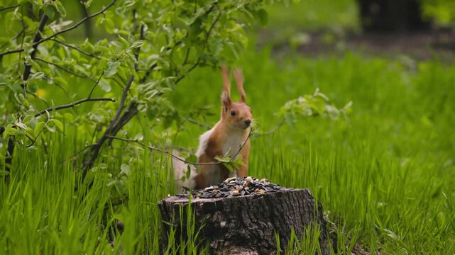Close-up of a red squirrel with molting winter fur sitting peacefully on a tree stump, continuously eating nuts and seeds in a backyard.