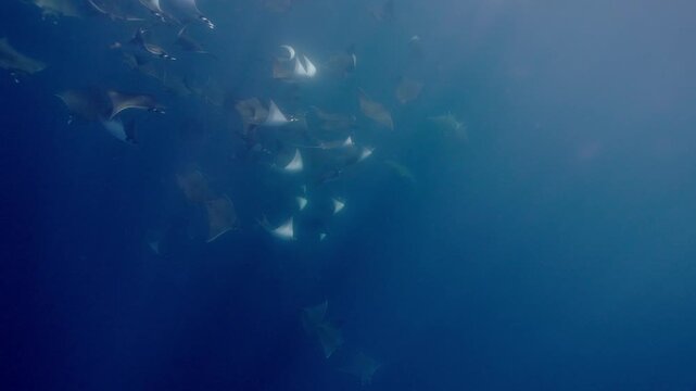 Underwater view of a spectacular Mobula ray aggregation in Mexico, with hundreds of devil rays forming a mesmerizing courtship vortex, swirling together in a giant living ball beneath ocean waters.