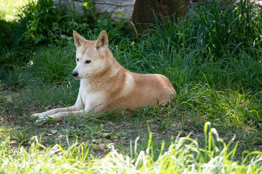 the golden dingo is resting on the grass