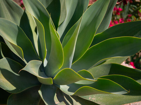 Beautiful succulents Agave attenuata on Mykonos island in Greece