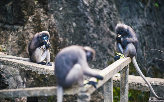 Dusky leaf monkeys eating on concrete structure