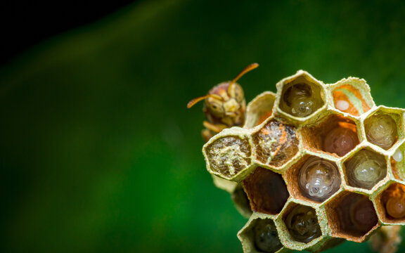 Wasp tending larvae in hexagonal paper comb nest