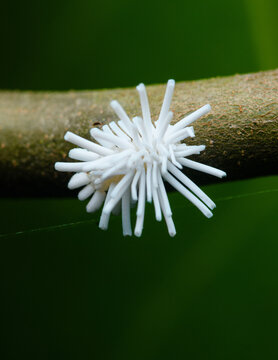 White mealybug nymph resting on plant stem