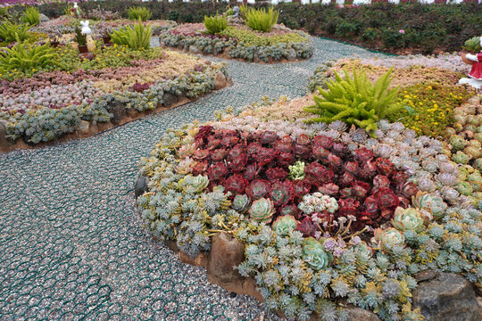 Vibrant succulent garden .The perfect low-maintenance garden inspiration