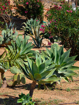 Beautiful succulents Agave attenuata on Mykonos island in Greece
