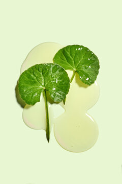 Fresh green centella asiatica leaves with transparent gel texture background, flat lay. Hydrogel or liquid serum swatch with cica extract