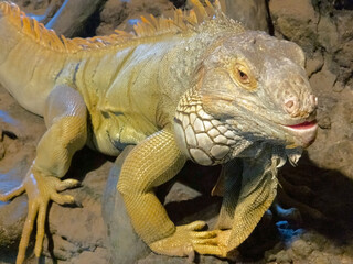 Fototapeta premium the green iguana is climbing up the rocks