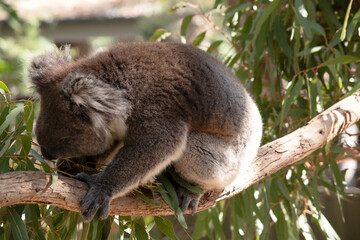 the koala is eating gum leaves © susan flashman