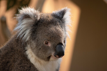 this is a close up of a koala © susan flashman