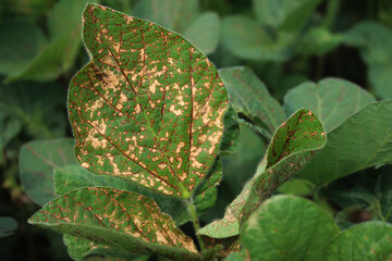 Close-up of soybean plants the field with many dry spots on leaves. Glycine max © saratm