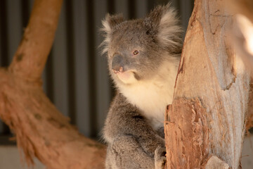 the koala is sitting on a branch © susan flashman