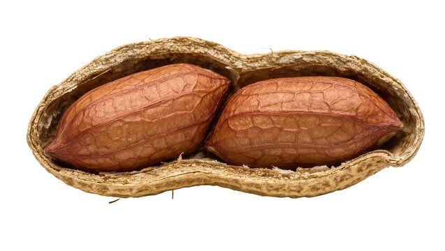 Two brown peanuts inside a cracked peanut shell, isolated on transparent background