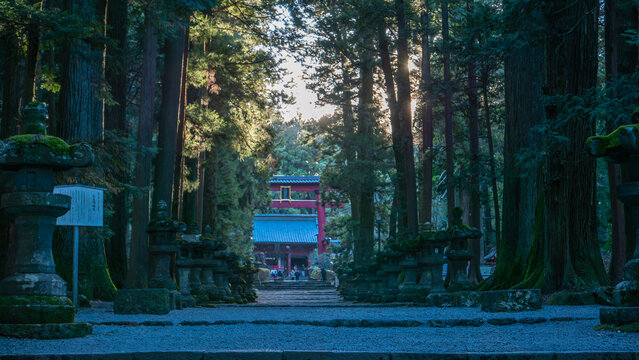 Tall cedar trees and stone lanterns line the sacred path to a torii gate at Kitaguchi Hongu Fuji Sengen Shrine in Japan.