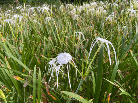 Peruvian Daffodil (Hymenocallis latifolia) Known also as Spider Lily, Ismene, or Basket Lily. Beautiful white flowers plants for tropical gardens 