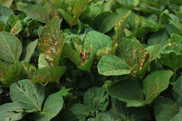 Close-up of soybean plants the field with many dry spots on leaves. Glycine max © saratm