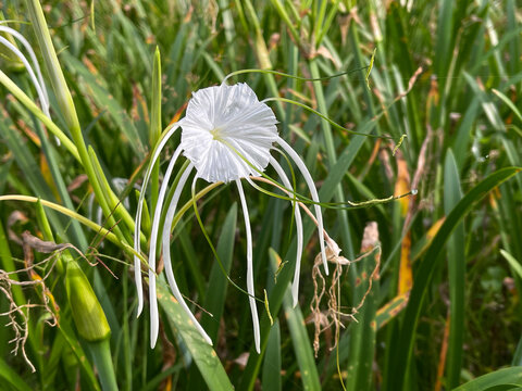 Peruvian Daffodil (Hymenocallis latifolia) Known also as Spider Lily, Ismene, or Basket Lily. Beautiful white flowers plants for tropical gardens 