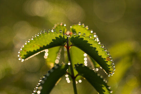 Macro shot of sparkling morning dew drops on serrated burnet leaves with soft bokeh background