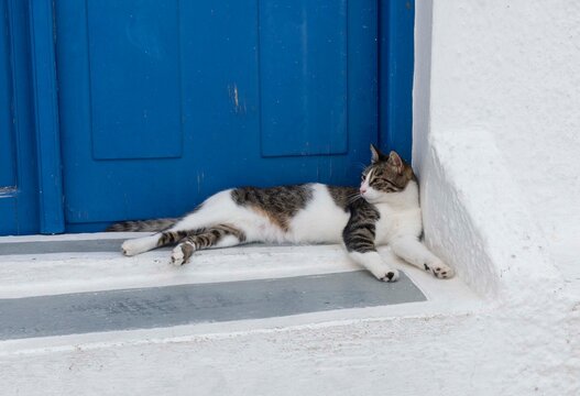 고양이,에게안고양이,Aegean cat,눕기,응시,입구,주택,이아마을,산토리니,그리스