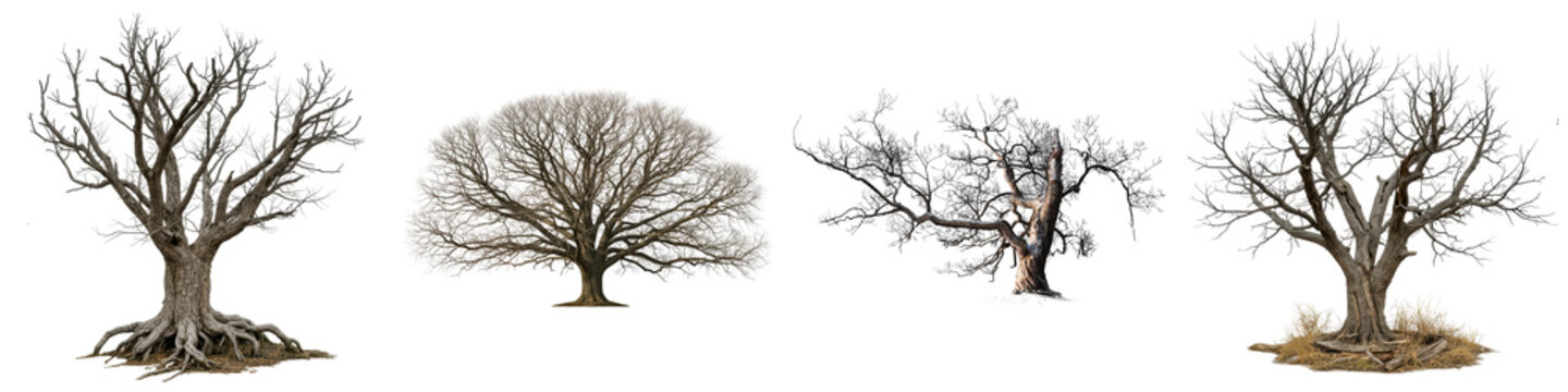 Diverse collection of bare, deciduous trees without foliage, including burnt and winter varieties.