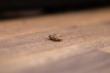 Dead cockroach lying upside down on a wooden floor, representing a household pest control situation...