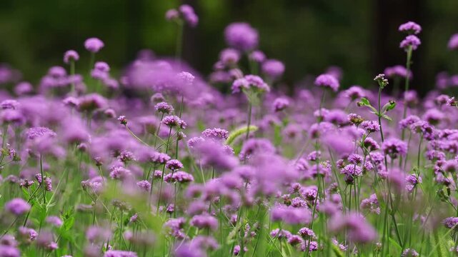 Field of purple verbena bonariensis flowers blooming in a sunny summer meadow (4K25p)