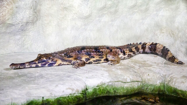 A giant gavial is lying on a rock. Marine animals, reptiles, ecology.
