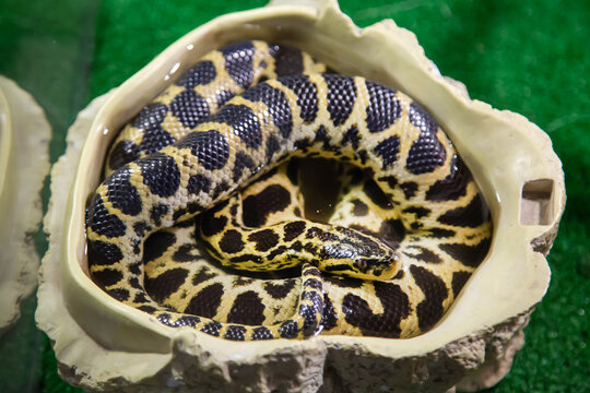 Zublefar curled up in a ball in a seashell. Marine animals, reptiles, ecology.
