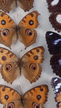 Vertical View of Butterfly collection. collection of butterflies of various species