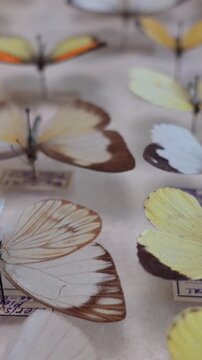 Vertical View of Butterfly collection. collection of butterflies of various species