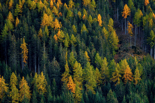 autumn forest in the mountains