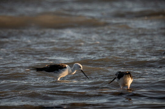 Black-winged stilt (Himantopus himantopus) standing in shallow water in warm evening light
