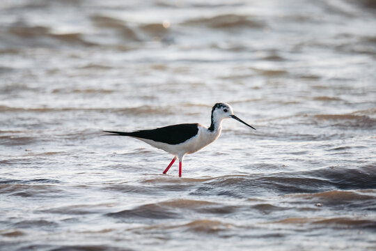 Black-winged stilt (Himantopus himantopus) standing in shallow water in warm evening light
